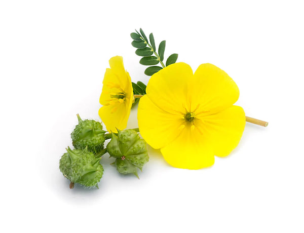 Tribulus terrestris